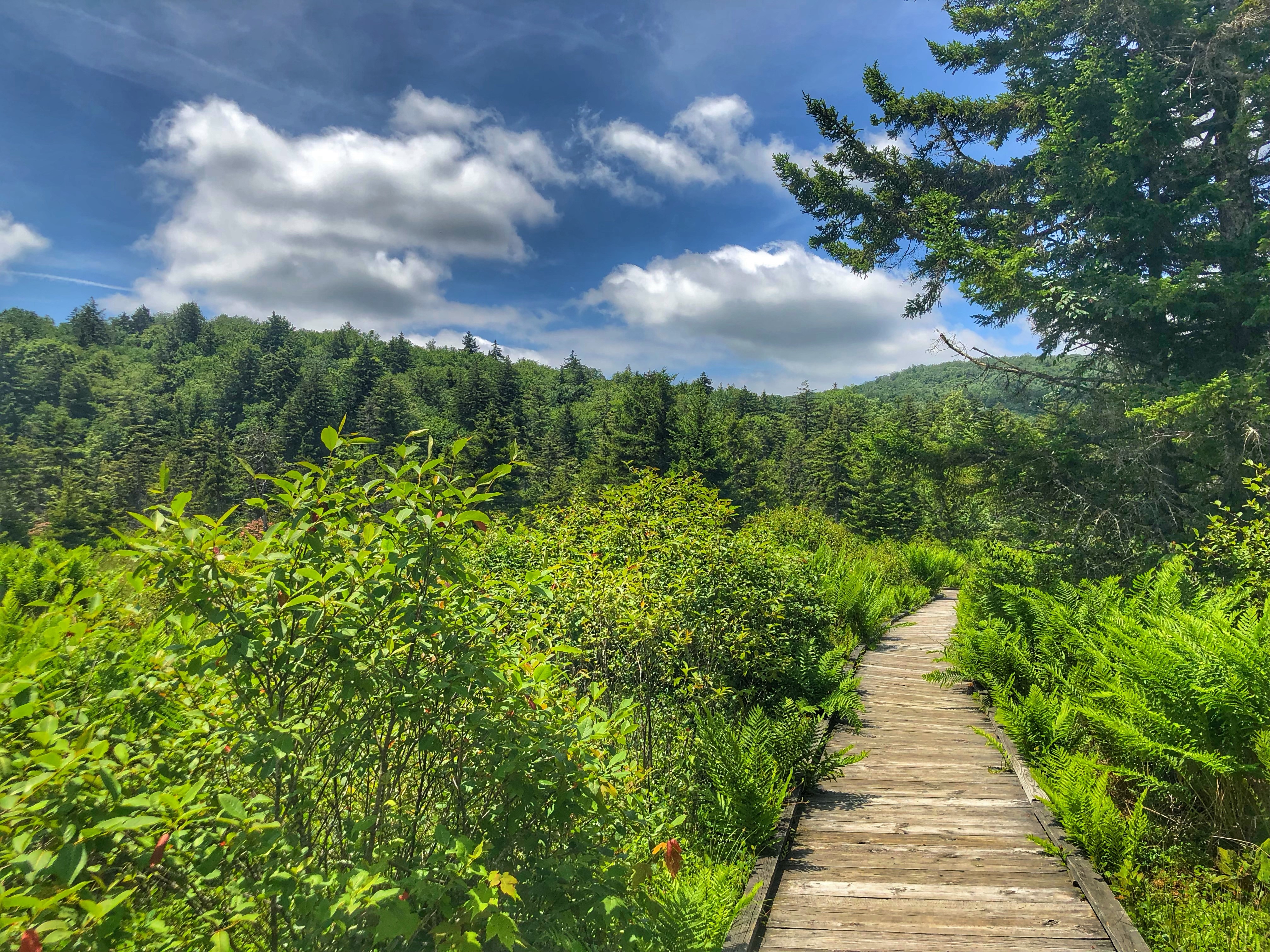 Cranberry Glades Botanical Area