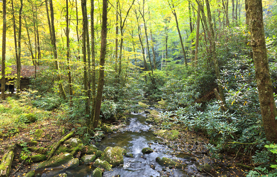 Joyce Kilmer Memorial Forest