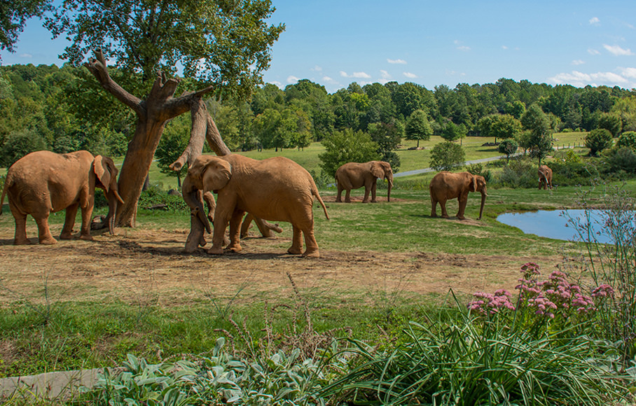 North Carolina Zoo